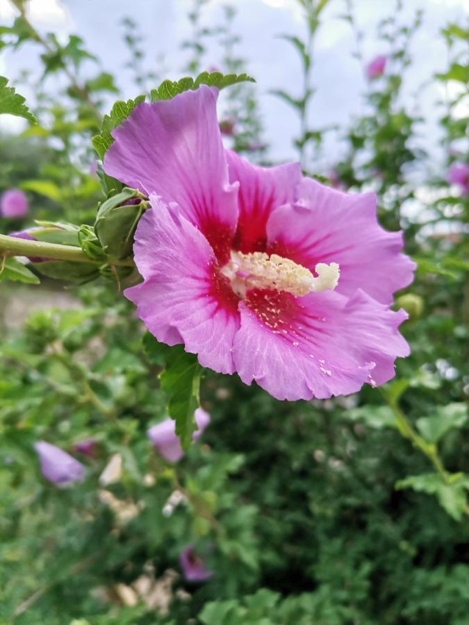 Flora Apartmán