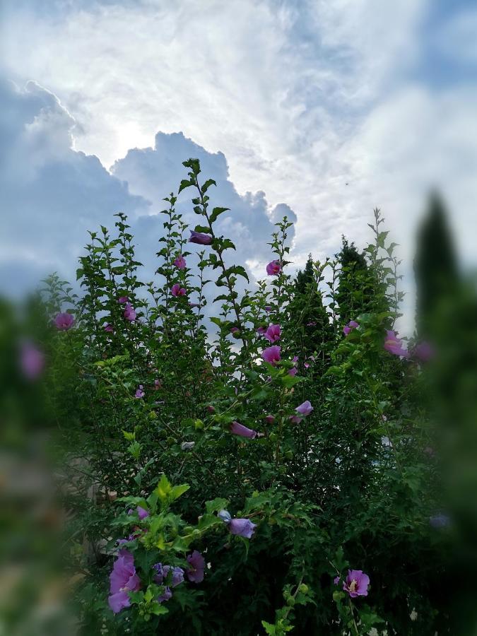 Flora Apartmán Medulin